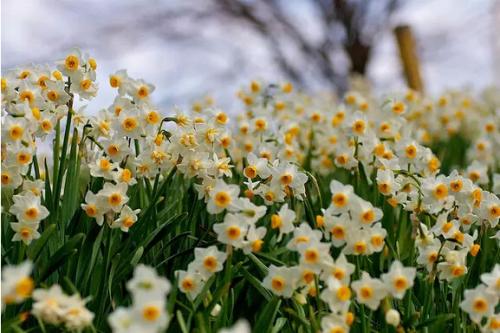 Top 10 Popular Flowers In China 2018 Part Made In China Rank Made 