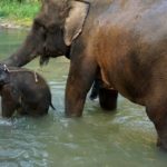 Elephant - Top 10 Cutest Animals in China