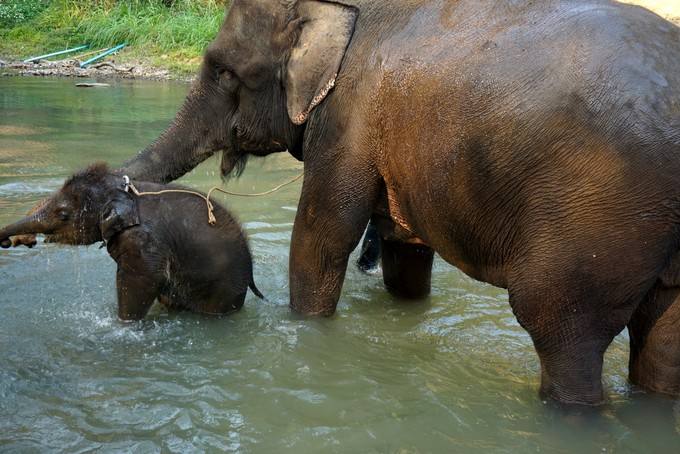 Elephant - Top 10 Cutest Animals in China